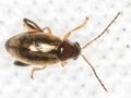 Longitarsus atricillus